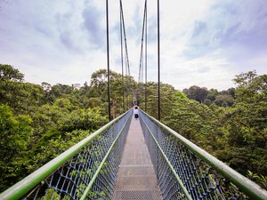 MacRitchie Treetop Walk